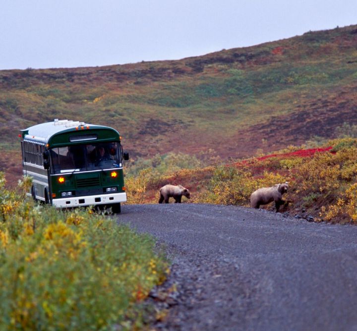 Shuttle Bus on dirt road with bears in Denali National Park. 